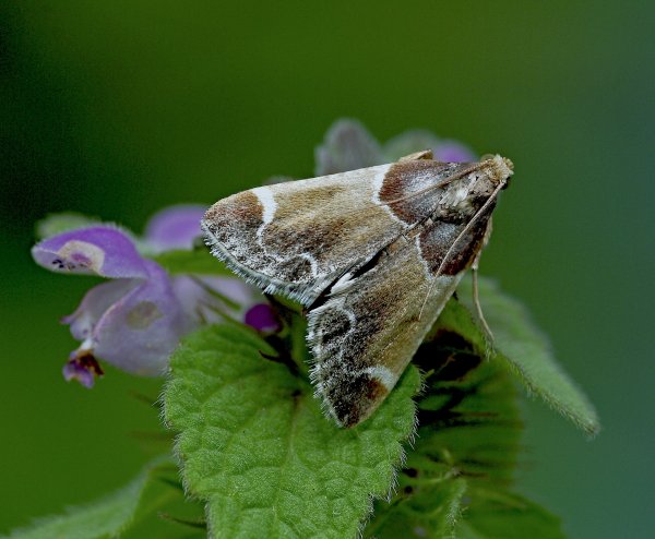 мучная огнёвка (pyralis farinalis) (2)