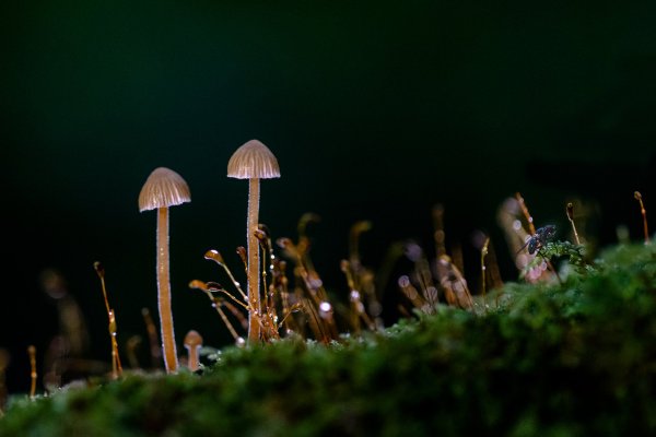 Plants and mushrooms