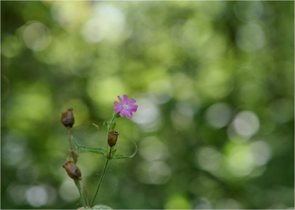 DSC_5664222.jpg