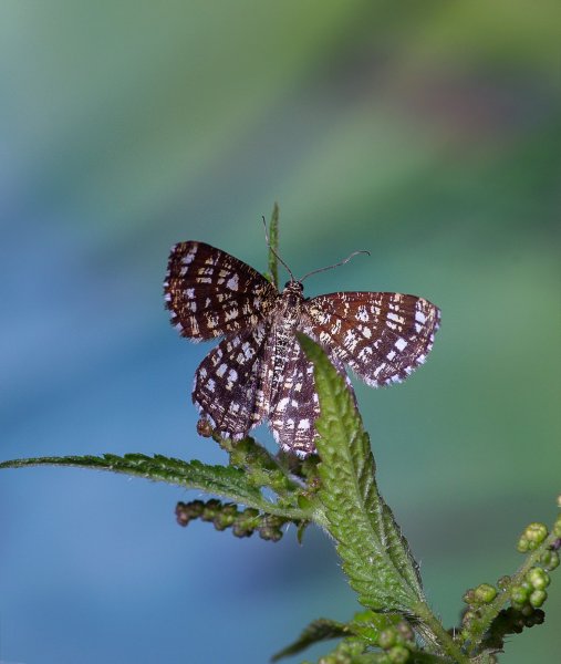 Пяденица клеверная (Chiasmia clathrata)