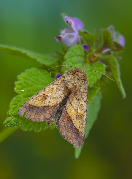 Pyrrhia umbra (Hufnagel, 1766)