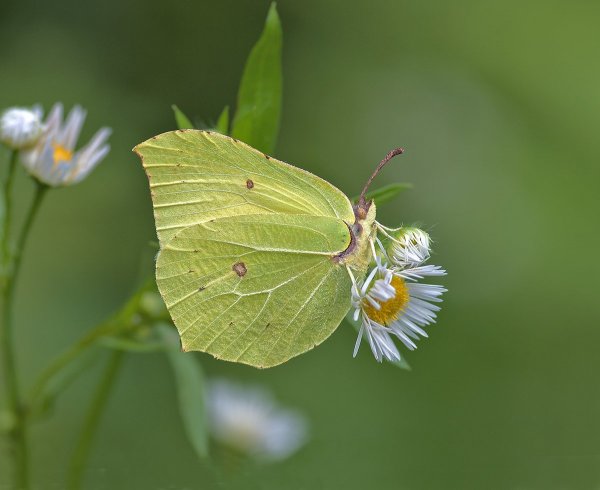 Лимонница, или крушинница (лат. Gonepteryx rhamni)
