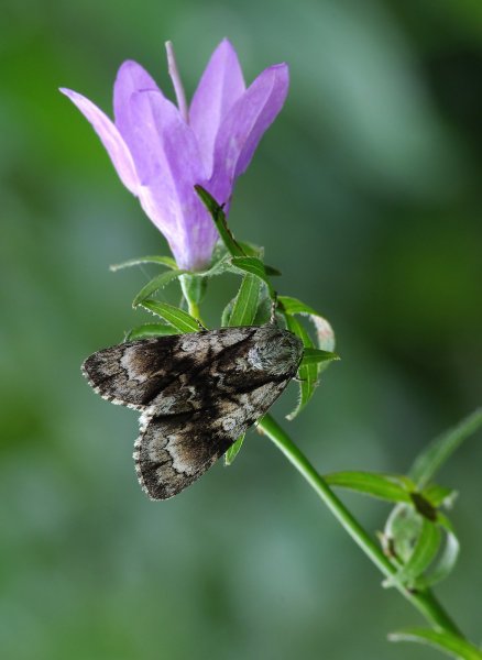 стрельчатка ольховая (acronicta alni)