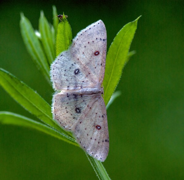 Cyclophora albipunctata Hufnagel, 1767. ...