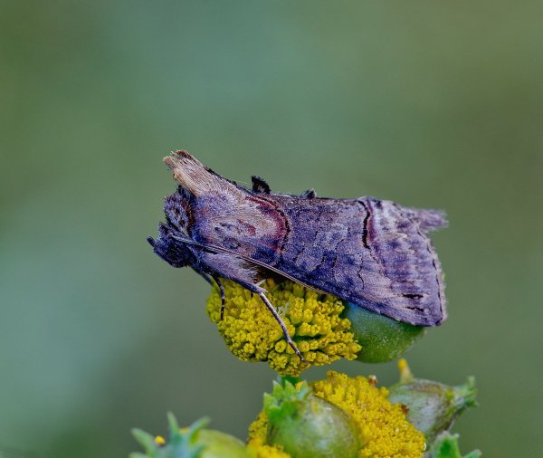 Совка крапивная бурая / Abrostola triplasia (Linnaeus, 1758)