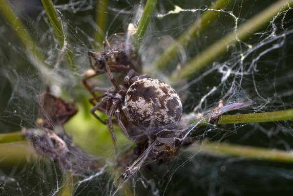 Dictynidae
