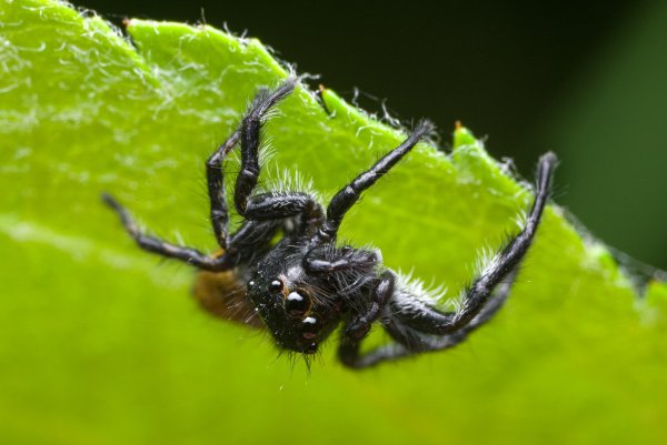 Скакунчик
