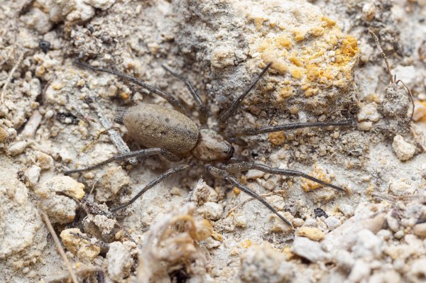 Nomisia