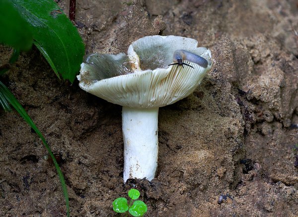IMG_0222-1 сыроежка зелёная russula aeruginea