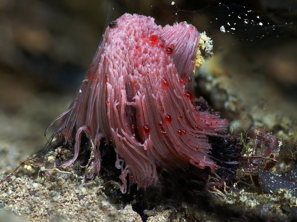 IMG_1000-1 Стемонитис бурый Stemonitis fusca
