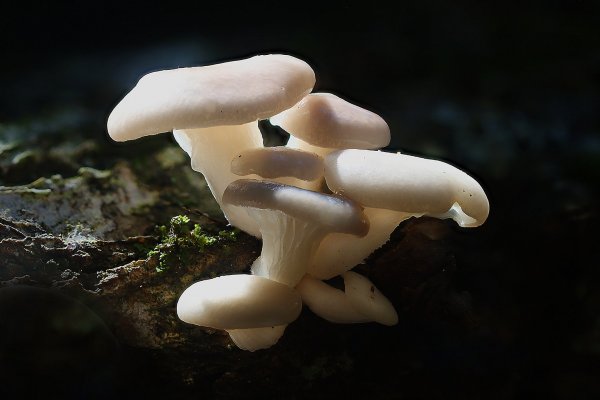 IMG_1144-1 Вешенка обыкновенная (pleurotus ostreatus)