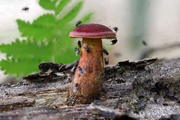 IMG_1551-1 моховик красный (hortiboletus rubellus)