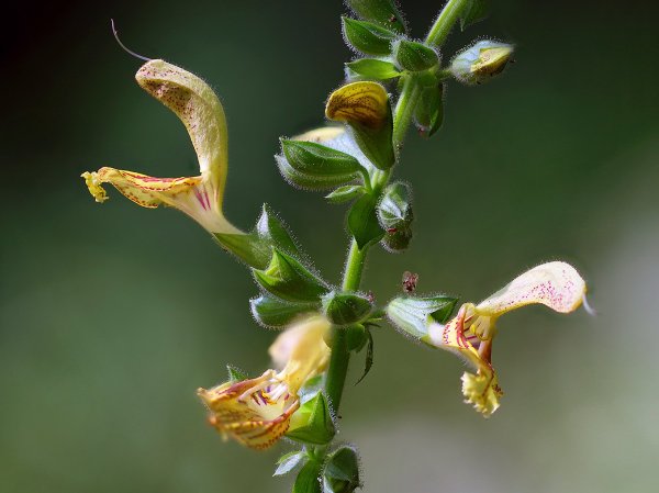 IMG_2080-1  Шалфей клейкий (лат. Salvia glutinosa)