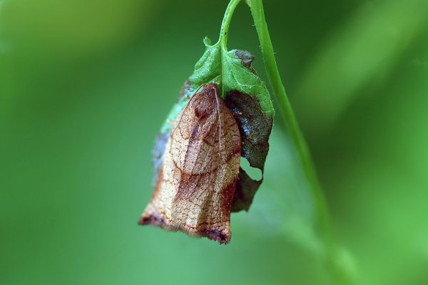 IMG_2838-1  Archips podana - Листовёртка-толстушка всеядная