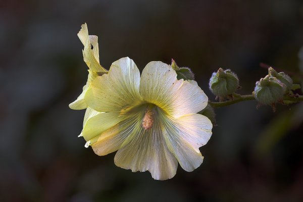 IMG_3050-1 Alcea rugosa Alef. - Шток-роза морщинистая