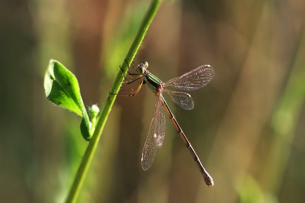 IMG_3282-1  Лютка ярко-зелёная Lestes virens