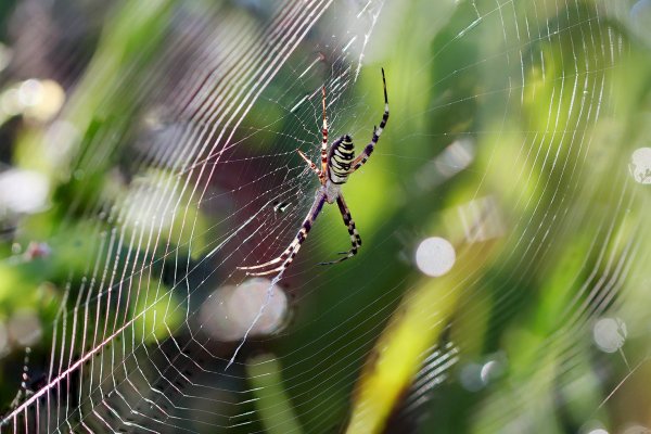 IMG_3494-1 Паук - Оса (Argiope Bruennichi)