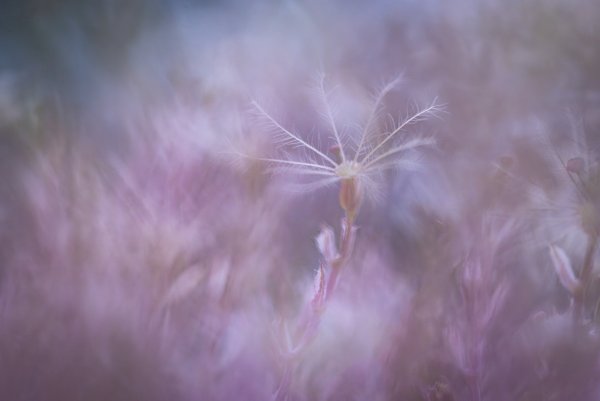 IMG_3523