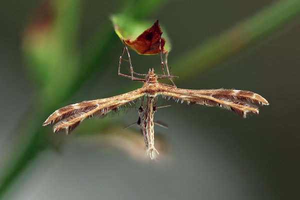 IMG_4545-1 Пальцекрылка печальная. Crombrugghia tristis