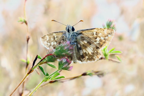 IMG_4819-1 Pyrgus malvoides, южная пестрокрыльница