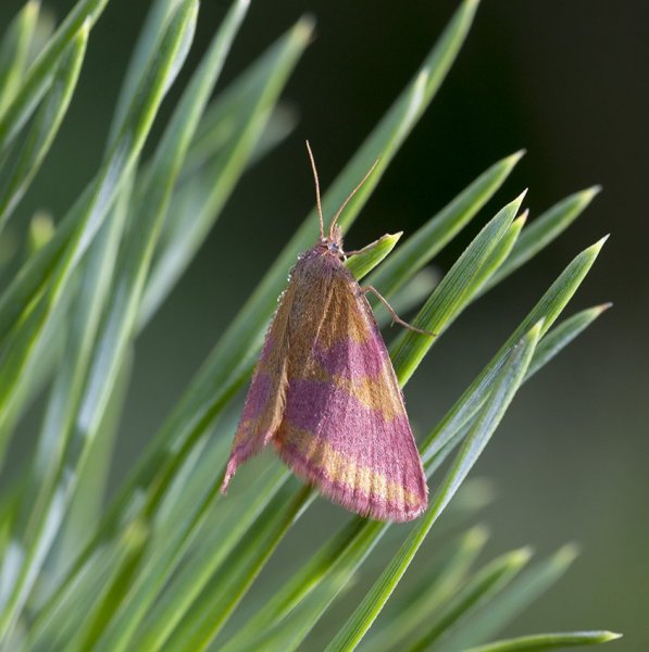Pyrausta sanguinalis