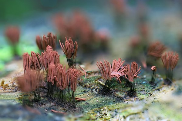 IMG_5858-1  Миксомицеты стемонитис stemonitis axifera