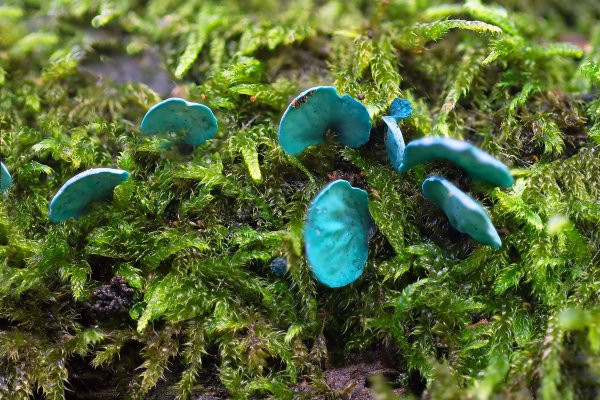 IMG_6626-1 Хлороцибория сине-зеленоватая chlorociboria aeruginosa