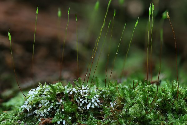 IMG_6797-1   Гипнум купалообразный Hypnum cupressiforme и Мицетозои Спорокарпические Ceratomyxa fruticulosa