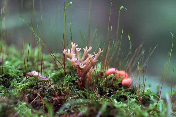 Plants and mushrooms