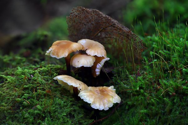 IMG_7070-1 Клитоцибе душистая Clitocybe fragrans