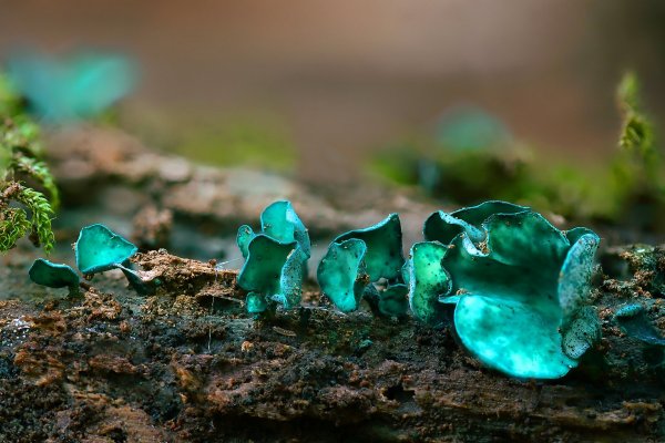 IMG_7131-1 Хлороцибория сине зеленоватая chlorociboria aeruginascens