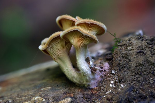 IMG_7777-1 Панус грубый (Panus rudis)