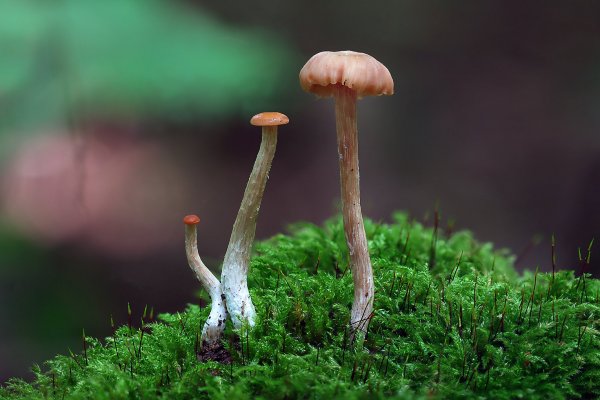 IMG_8505-1 Лаковица розовая (Laccaria laccata)