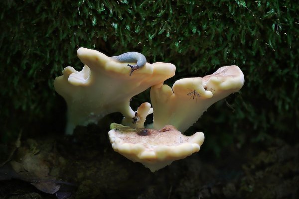 IMG_8585-1  Мерипилус гигантский (Meripilus giganteus)