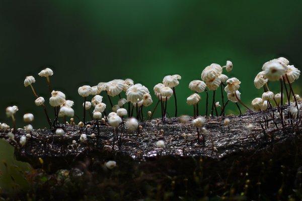 IMG_8959-1 Негниючник нежнейший (marasmius wettsteinii)