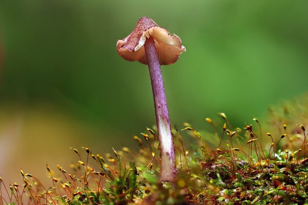 IMG_9030-1 Мицена тёмно-пурпурная Mycena purpureofusca