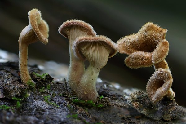 +IMG_9080-1 Панус грубый (Panus rudis)