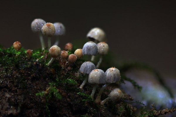 IMG_9171-1  Навозник рассеянный (Coprinellus disseminatus)