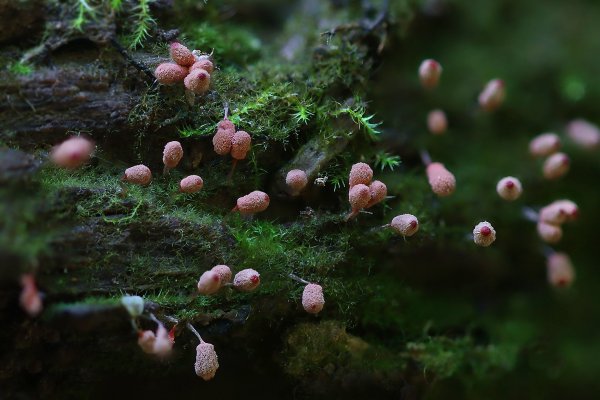 IMG_9535-1 Слизевики Арцирия оголённая Arcyria denudata