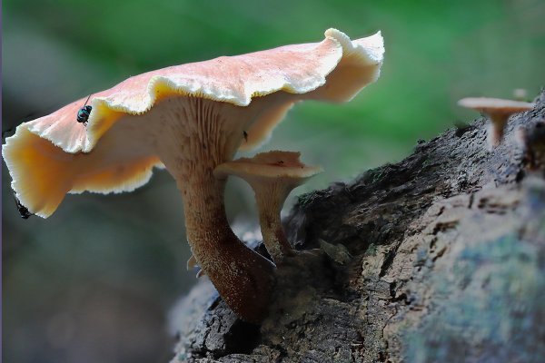 IMG_9696-1  Пилолистник бокаловидный lentinus cyathiformis