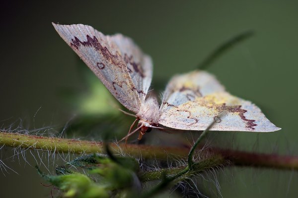 IMG_9898-1 Cyclophora annularia  Пяденица кленовая