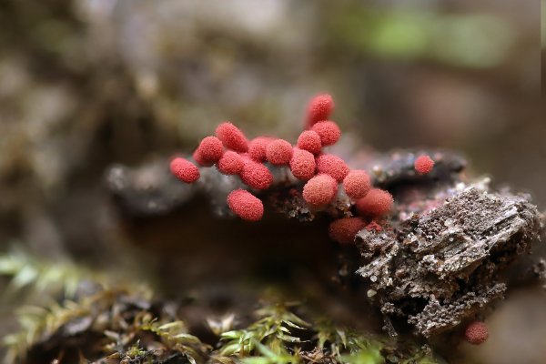 +IMG_9999-1  Арцирия слизевик arcyria ferruginea