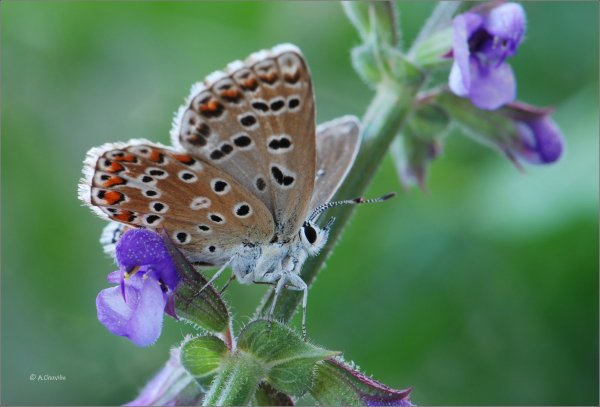 P.bellargus R. f.jpg