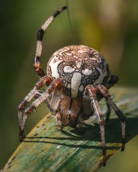 Animal