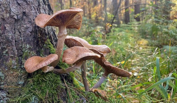 Plants and mushrooms