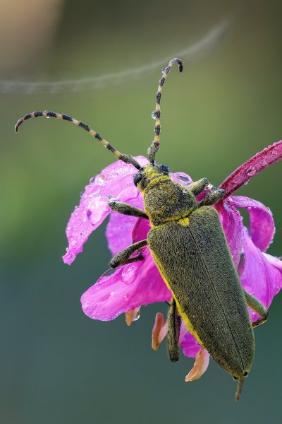 Animal