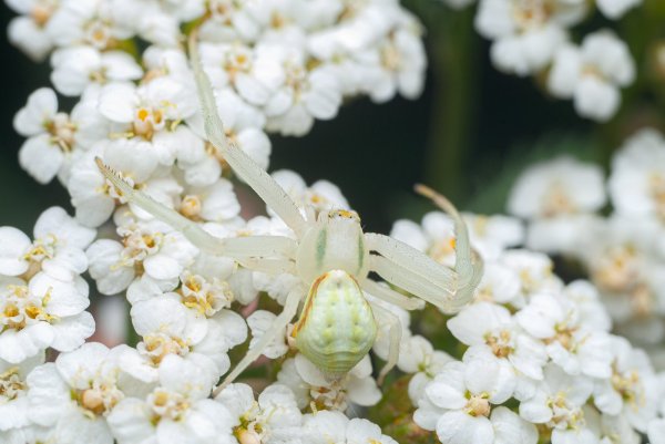 Misumena vatia