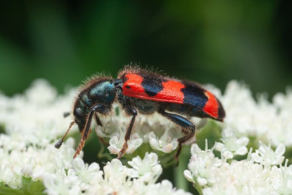 Cleridae