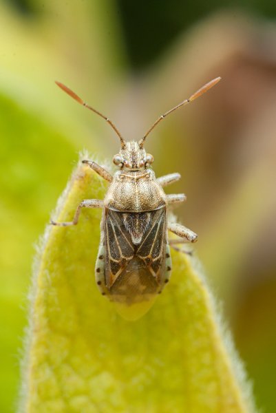 Rhopalidae
