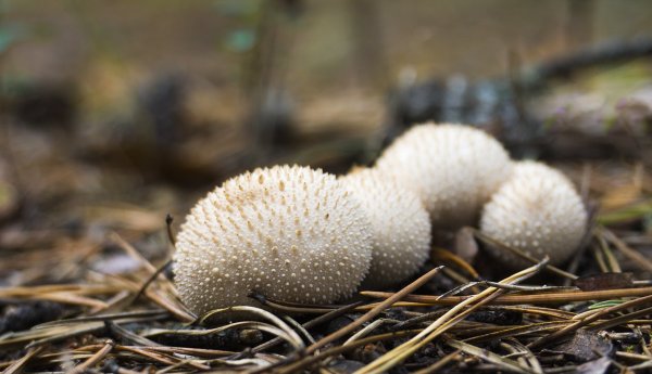 Plants and mushrooms
